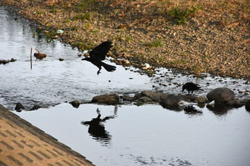 多摩川のカラス