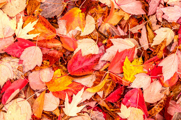 Fallen yellow and red autumn leaves