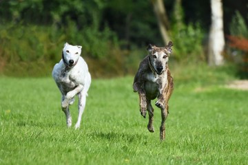 zwei rennende Winhunde