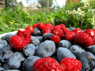 Strawberries and honeysuckle in a plate on grass background