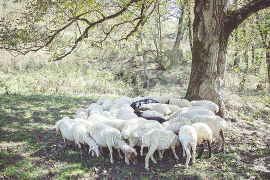 Sheep circle