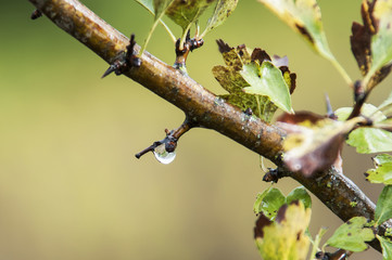 Gotas de chuva