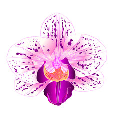 Beautiful purple and white Orchid Phalaenopsis flower closeup isolated vintage  vector illustration editable hand draw