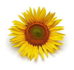 Fototapeta premium Słonecznik