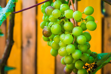 Grapes, fresh from your own garden