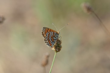 Mélitée orangée (Melitaea didyma)