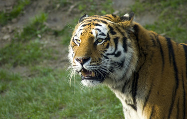 Fototapeta na wymiar Siberian tiger portrait