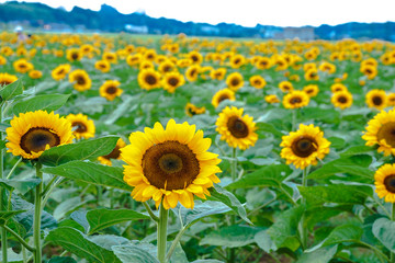 Fototapeta premium ひまわり畑