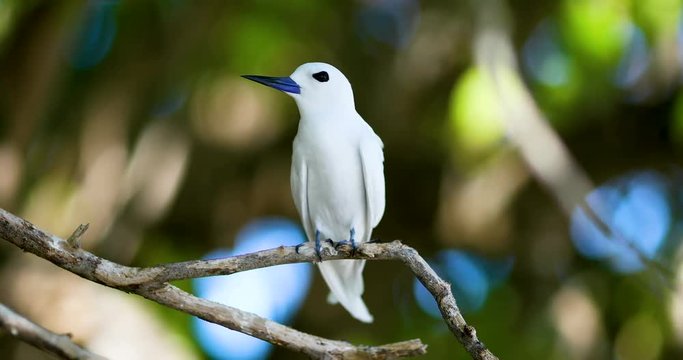 oiseau Gygis blanche en gros plan, incroyable