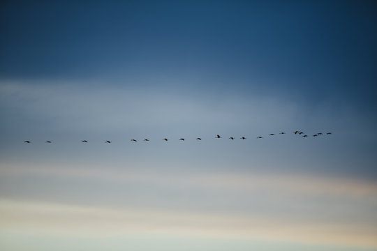 Sandhill cranes flying in formation across blue sky, dusk, Othello, WA