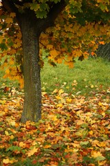 Autumn tree with falling color leaves