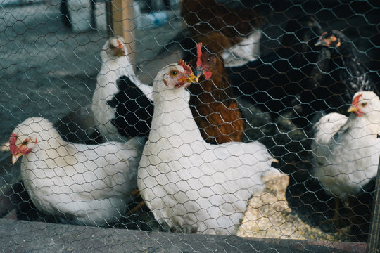 Chickens in the Hen House