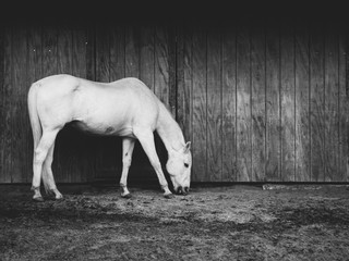 Fototapeta premium White Grazing