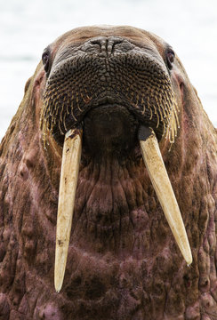 Portrait of a walrus