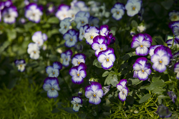 Fototapeta premium Colorful White and Purple pansy flowers. Nature background.