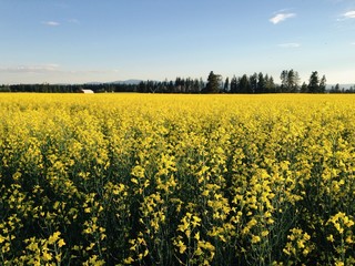 Yellow Flower Field