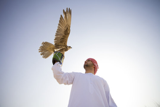 Middle Eastern men hunting with falcon. Dubai. U.A.E