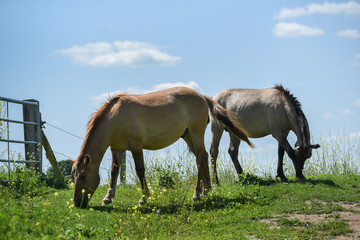 Fototapeta premium Wild horses in the Netherlands