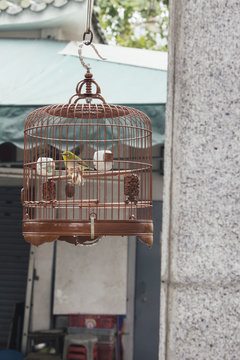 A Finch in a Bamboo Cage in a Hong Kong Market