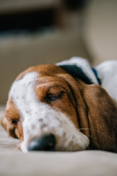 Basset Hound Puppy Sleeping on Sofa