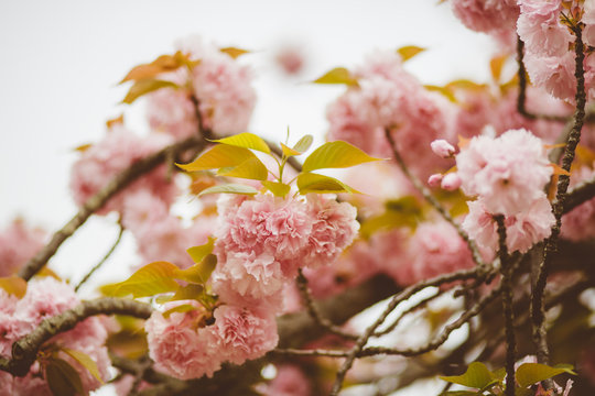 Japanese cherry blossoms at spring