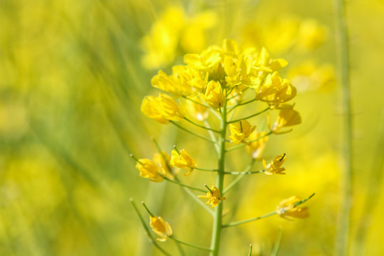 Field Mustard