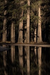 Tree reflection 
