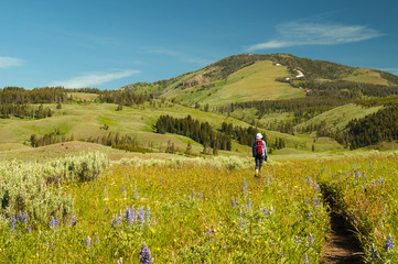 blooming fields in Yellowstone