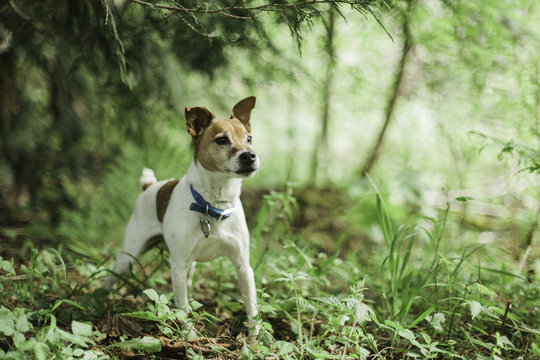 Jack Russell Terrier In Woods