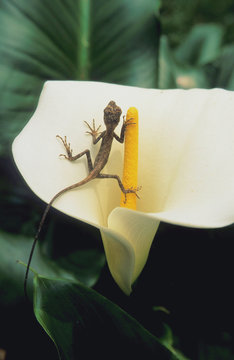 Gecko lizard on calla lily flower
