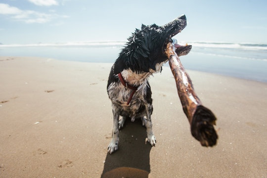 Border Collie enjoying Cannon Beach, Oregon for the first time.