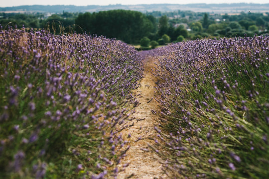 Rows of lavender