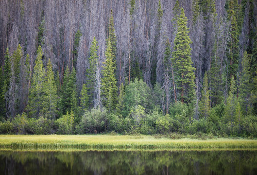 Trees on the Lake
