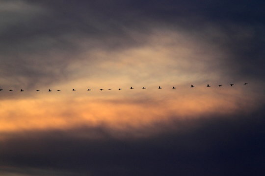 Flock of migratory birds at sunset