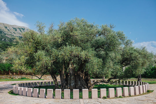 2000 years old olive tree
