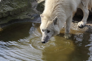 Weisser Wolf