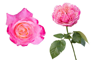 Kordes Jubilee Rose and Double Delight Rose on white background