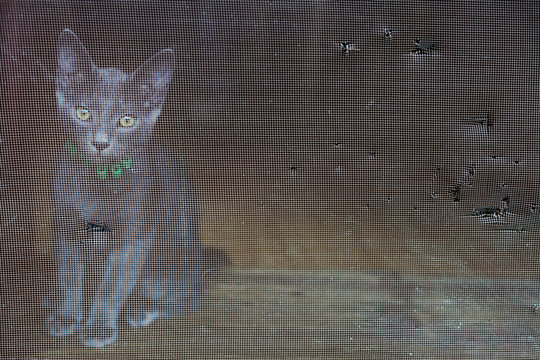 Russian blue kitten sitting alone at doorstep behind mosquito net doors