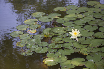 White water lily in pond, Nymphaeaceae.
