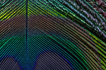 Pfauenfeder - Feder - bunt, Hintergrund, Farben - Peacock feather