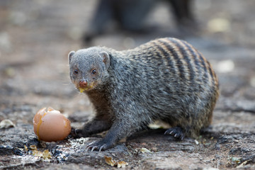 Banded Mongoose