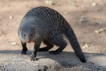 Banded Mongoose