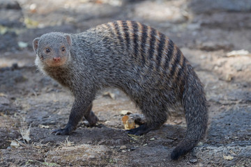 Banded Mongoose