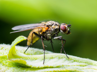 Drosophila Fruit Fly Diptera Insect on Green Leaf