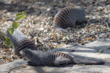 Banded Mongoose