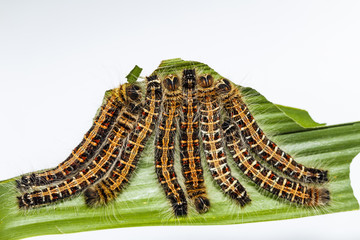 Black caterpillar of common duffer butterfly ( Discophota sondaica Boisduval ) resting on host plant