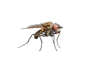 Ugly Drosophila Fly Diptera Insect Isolated on White 