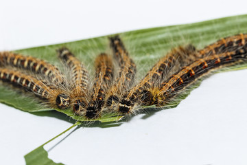 Black caterpillar of common duffer butterfly ( Discophota sondaica Boisduval ) resting on host plant