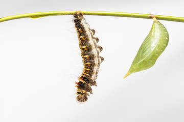 Chrysalis and black caterpillar of common duffer butterfly ( Discophota sondaica Boisduval ) hanging on twig