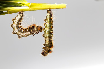 Black caterpillar of common duffer butterfly ( Discophota sondaica Boisduval ) hanging on leaf plant